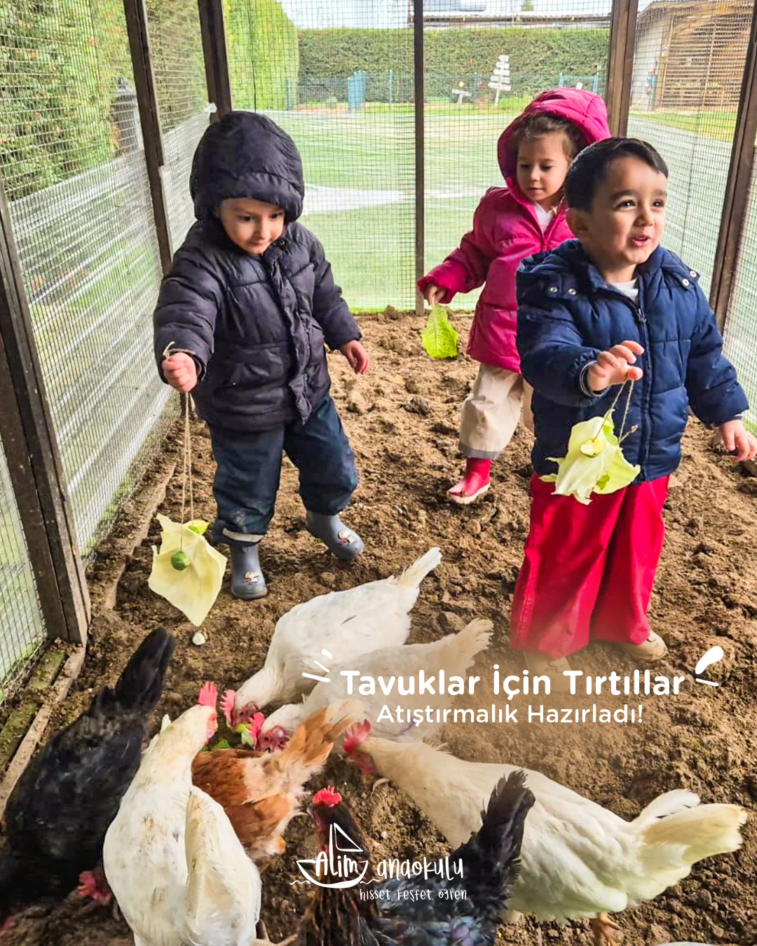 Tavuklar İçin Renkli ve Sağlıklı Bir Ziyafet